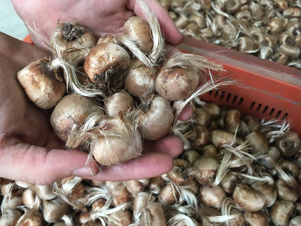 Crocus Sativus 7 Crocus Sativus - Image 7