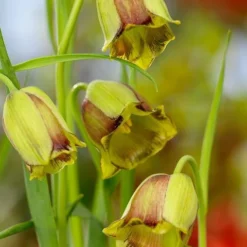 Fritillaria Acmopetala -Cheap Ethereal Yard Store 44894 e45bd