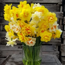 Narcissus 'Double Mixed' -Cheap Ethereal Yard Store 63d1e5cd f939 4080 a965 61e2e243839c