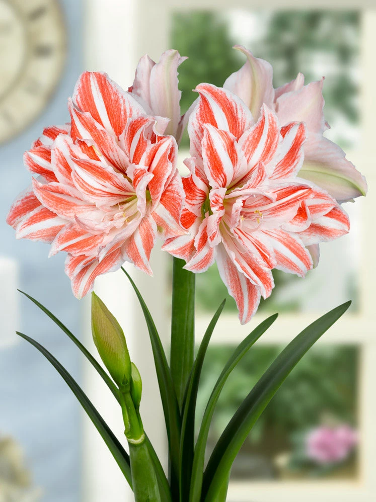 Amaryllis 'Dancing Queen' 7 Amaryllis 'Dancing Queen' - Image 7