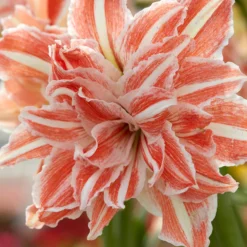 Amaryllis 'Dancing Queen' 11 Amaryllis 'Dancing Queen' -Cheap Ethereal Yard Store amaryllis dancing queen 0 scaled