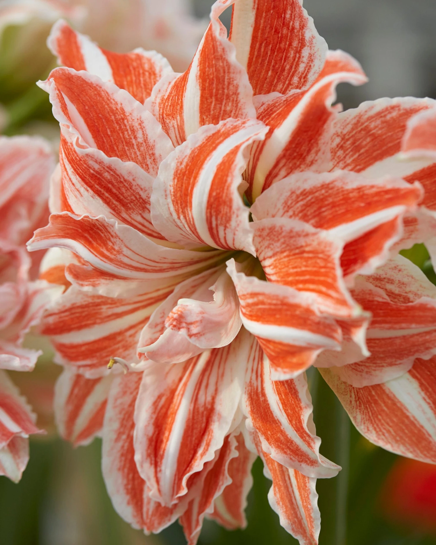 Amaryllis 'Dancing Queen' 4 Amaryllis 'Dancing Queen' - Image 4