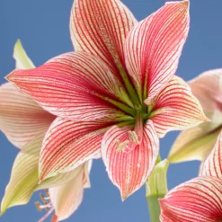 Amaryllis 'Exotic Star' -Cheap Ethereal Yard Store amaryllis exotic star 11