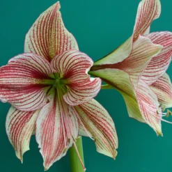 Amaryllis 'Exotic Star' -Cheap Ethereal Yard Store amaryllis exotic star 6