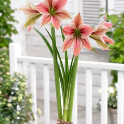 Amaryllis 'Exotic Star' -Cheap Ethereal Yard Store amaryllis exotic star 9