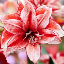 Amaryllis 'Flamed Amadeus'