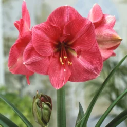 Amaryllis 'Hercules' -Cheap Ethereal Yard Store amaryllis hercules 0 scaled