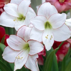 Amaryllis 'Picotee'