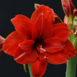Amaryllis 'Red Peacock' -Cheap Ethereal Yard Store amaryllis red peacock 1