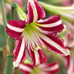 Amaryllis 'Santiago'
