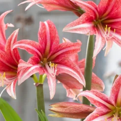 Amaryllis 'Sweet Lilian' -Cheap Ethereal Yard Store amaryllis sweet lilian 10
