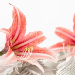Amaryllis 'Sweet Lilian' -Cheap Ethereal Yard Store amaryllis sweet lilian 12