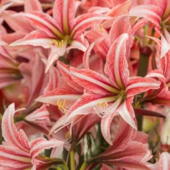 Amaryllis 'Sweet Lilian' -Cheap Ethereal Yard Store amaryllis sweet lilian 2 scaled
