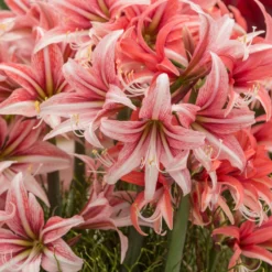 Amaryllis 'Sweet Lilian' -Cheap Ethereal Yard Store amaryllis sweet lilian 3 scaled