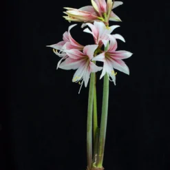 Amaryllis 'Sweet Lilian' -Cheap Ethereal Yard Store amaryllis sweet lilian 4 scaled