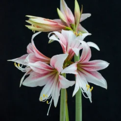 Amaryllis 'Sweet Lilian' -Cheap Ethereal Yard Store amaryllis sweet lilian 5 scaled