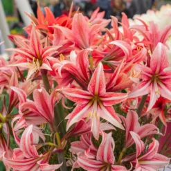 Amaryllis 'Sweet Lilian' -Cheap Ethereal Yard Store amaryllis sweet lilian 7 scaled