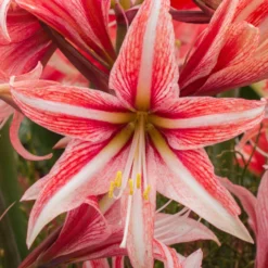 Amaryllis 'Sweet Lilian' -Cheap Ethereal Yard Store amaryllis sweet lilian 8