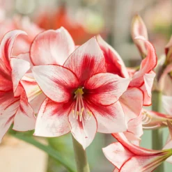 Amaryllis 'Temptation' -Cheap Ethereal Yard Store amaryllis temptation 0 scaled