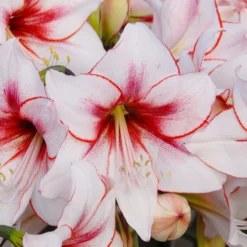 Amaryllis 'Temptation' -Cheap Ethereal Yard Store amaryllis temptation 1