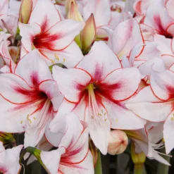 Amaryllis 'Temptation' -Cheap Ethereal Yard Store amaryllis temptation 2