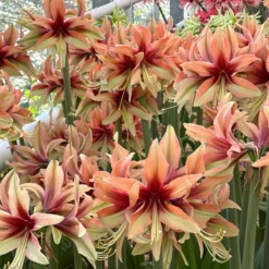 Amaryllis 'Wild Amazone' -Cheap Ethereal Yard Store amaryllis wild amazone 000 scaled