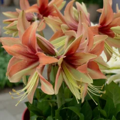 Amaryllis 'Wild Amazone' -Cheap Ethereal Yard Store amaryllis wild amazone 1 scaled