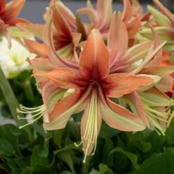 Amaryllis 'Wild Amazone' -Cheap Ethereal Yard Store amaryllis wild amazone 2 scaled