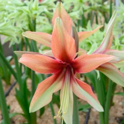 Amaryllis 'Wild Amazone' -Cheap Ethereal Yard Store amaryllis wild amazone 4 scaled