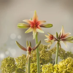 Amaryllis 'Wild Amazone' -Cheap Ethereal Yard Store amaryllis wild amazone 5 scaled