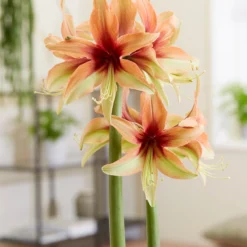 Amaryllis 'Wild Amazone' -Cheap Ethereal Yard Store amaryllis wild amazone 6