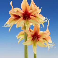Amaryllis 'Wild Amazone' -Cheap Ethereal Yard Store amaryllis wild amazone 7