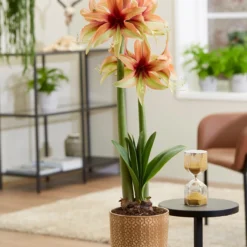 Amaryllis 'Wild Amazone' -Cheap Ethereal Yard Store amaryllis wild amazone 8
