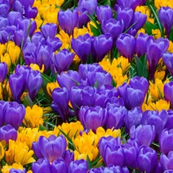 Crocus Collection 'Del Piero'