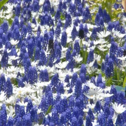 Collection 'Sir Bobby'