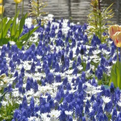 Collection 'Sir Bobby' -Cheap Ethereal Yard Store collection muscari white splendour 2