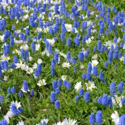 Collection 'Sir Bobby' -Cheap Ethereal Yard Store collection muscari white splendour 3