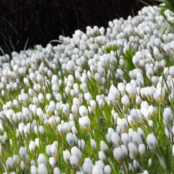 Crocus 'Ard Schenk' -Cheap Ethereal Yard Store crocus ard schenk 3