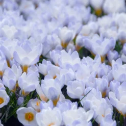 Crocus 'Blue Pearl' -Cheap Ethereal Yard Store crocus blue pearl 2