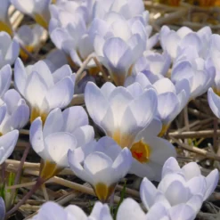 Crocus 'Blue Pearl' -Cheap Ethereal Yard Store crocus blue pearl 4