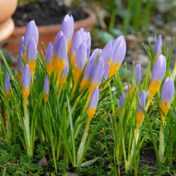 Crocus Sieberi 'Firefly' -Cheap Ethereal Yard Store crocus firefly 2