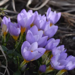 Crocus Sieberi 'Firefly' -Cheap Ethereal Yard Store crocus firefly 3 5c4048fa 5ca2 4436 aff1 04e19145c32d scaled