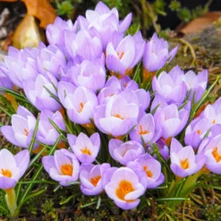 Crocus Sieberi 'Firefly' -Cheap Ethereal Yard Store crocus firefly 4