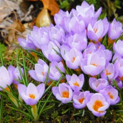 Crocus Sieberi 'Firefly' -Cheap Ethereal Yard Store crocus firefly 6