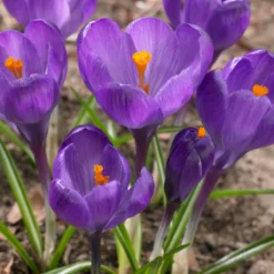 Crocus 'Flower Record'