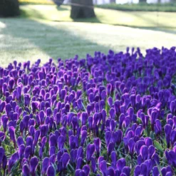 Crocus 'Flower Record' -Cheap Ethereal Yard Store crocus flower record 1 bb00c938 1f4b 43f0 838e f160ce5d3447