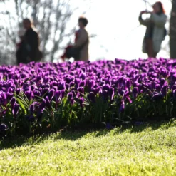 Crocus 'Flower Record' -Cheap Ethereal Yard Store crocus flower record 2 1e16093b a465 4a0e a6db 4721f6aa44d4