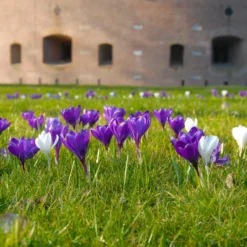 Crocus 'Flower Record' -Cheap Ethereal Yard Store crocus flower record 6