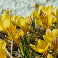 Crocus 'Gipsy Girl' -Cheap Ethereal Yard Store crocus gipsy girl 3