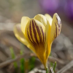 Crocus 'Gipsy Girl' -Cheap Ethereal Yard Store crocus gipsy girl 4